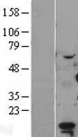 ls023641 ldoc1 human over expression lysates nm 012317 wb testing 1