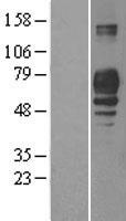 PLD3 Human Over-expression Lysates NM_012268
