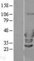 ls023647 arfip2 human over expression lysates nm 012402 wb testing 1