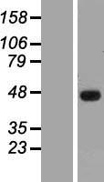SSBP3 Human Over-expression Lysates NM_145716