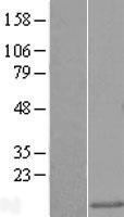 ls023658 lsm5 human over expression lysates nm 012322 wb testing 1