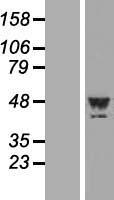 ls023659 lypla3 pla2g15 human over expression lysates nm 012320 wb testing 1