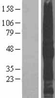 ls023671 tmeff2 human over expression lysates nm 016192 wb testing 1