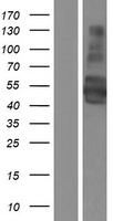 SynCAM (CADM1) Human Over-expression Lysates NM_001098517