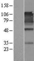 SynCAM (CADM1) Human Over-expression Lysates NM_014333