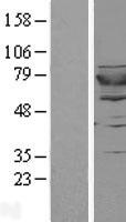 ls023708 gspt2 human over expression lysates nm 018094 wb testing 1