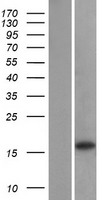 GABARAPL1 Human Over-expression Lysates NM_031412