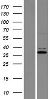 ls023732 c9orf4 frrs1l human over expression lysates nm 014334 wb testing 1