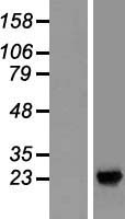 SDF2L1 Human Over-expression Lysates NM_022044