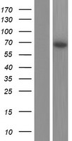 PPIL2 Human Over-expression Lysates NM_148176