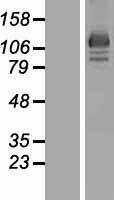 OSBP2 Human Over-expression Lysates NM_030758