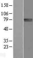 FLRT1 Human Over-expression Lysates NM_013280