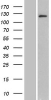 BRD1 Human Over-expression Lysates NM_014577