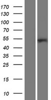 ARHGAP8 Human Over-expression Lysates NM_001017526