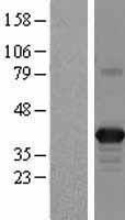 ls023780 apolipoprotein l 2 apol2 human over expression lysates nm 030882 wb testing 1