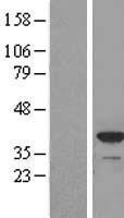 ls023780 apolipoprotein l 2 apol2 human over expression lysates nm 145637 wb testing 2
