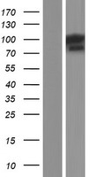 ls024144 tfip11 human over expression lysates nm 012143 wb testing 2
