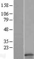 ls024146 claudin 15 cldn15 human over expression lysates nm 138429 wb testing 1