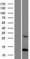 ls025763 cxorf27 hypm human over expression lysates nm 012274 wb testing 1