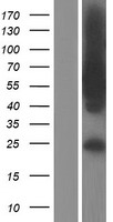 ls025771 tbc1d22a human over expression lysates nm 014346 wb testing 1