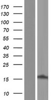 ls025776 pgea1 cby1 human over expression lysates nm 015373 wb testing 2