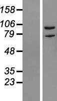 RIPK5 (DSTYK) Human Over-expression Lysates NM_199462