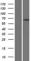 CCDC19 (CFAP45) Human Over-expression Lysates NM_012337