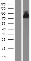 ls025791 ephexin 1 ngef human over expression lysates nm 001114090 wb testing 2