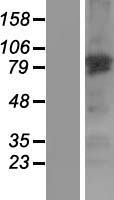 ls025791 ephexin 1 ngef human over expression lysates nm 019850 wb testing 1