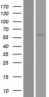 FBXO7 Human Over-expression Lysates NM_001033024