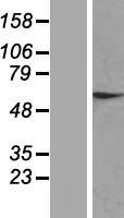 ls025799 znf324 human over expression lysates nm 014347 wb testing 1