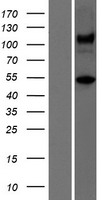 ATXN10 Human Over-expression Lysates NM_001167621