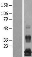 ls025817 tafa5 human over expression lysates nm 015381 wb testing 1