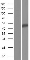 ls025822 dnajb5 human over expression lysates nm 001135004 wb testing 1