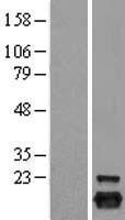 ls025824 peroxiredoxin 5 prdx5 human over expression lysates nm 012094 wb testing 1