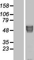 ls025825 bace2 human over expression lysates nm 012105 wb testing 1