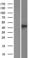 ls025825 bace2 human over expression lysates nm 138991 wb testing 2