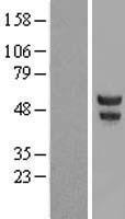 POU2F3 Human Over-expression Lysates NM_014352