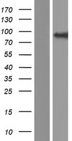 ls025839 cog4 human over expression lysates nm 015386 wb testing 1