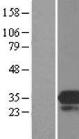 ls025843 prei3 mob4 human over expression lysates nm 015387 wb testing 1