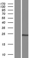 ls025843 prei3 mob4 human over expression lysates nm 199482 wb testing 2