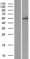 FAM149A Human Over-expression Lysates NM_015398