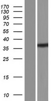ls025855 brms1 human over expression lysates nm 001024957 wb testing 2