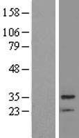 ls025855 brms1 human over expression lysates nm 015399 wb testing 1