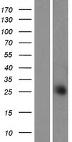 ls025858 c11orf20 tex40 human over expression lysates nm 001039496 wb testing 1
