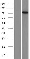 ls025861 dfnb31 whrn human over expression lysates nm 015404 wb testing 1