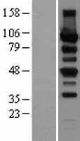 ls025865 protein kinase d2 prkd2 human over expression lysates nm 001079881 wb testing 3