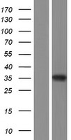 SUMF2 Human Over-expression Lysates NM_001130069