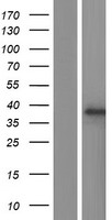 ls025870 sumf2 human over expression lysates nm 015411 wb testing 2