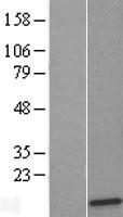 ls025873 rpl36 human over expression lysates nm 015414 wb testing 2